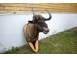 Trofeu de vanatoare antilopa gnu model deosibit arta obiecte de colectie 930340 poza 3